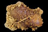 Funky, Botryoidal, Agatized Fossil Coral - Florida #188017-2